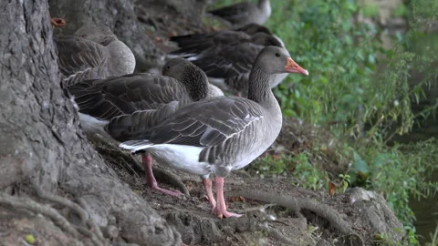 Greylag geese Stock Footage 159660896