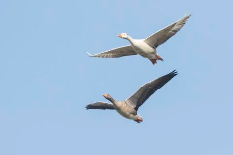 Greylag geese migrating Stock Photos