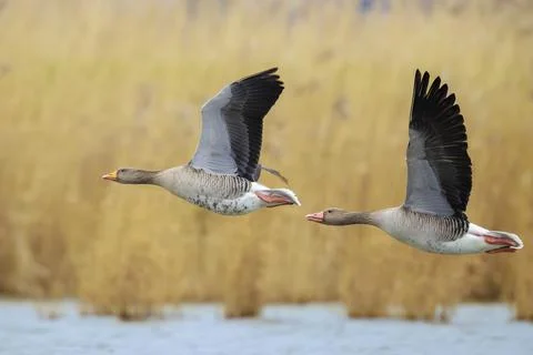 Greylag geese migrating Stock Photos