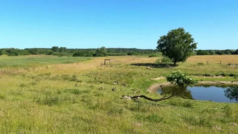 Greylag geese resting beside peaceful countryside pond Stock Footage 338500053