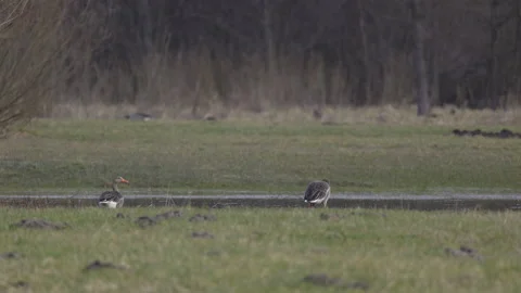Greylag geese on a spring meadow, 4K slomo Stock Footage 237534632