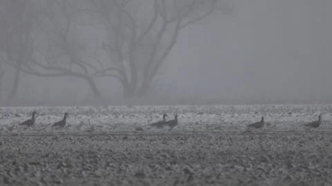 Greylag geese stand in a field in falling snow, 4K slomo Stock Footage 265257090