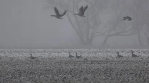Greylag geese take flight, snowfall, 4K slomo 스톡 동영상 265271277