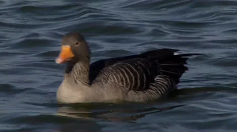 GREYLAG GOOSE #1 Stock Footage 36181736