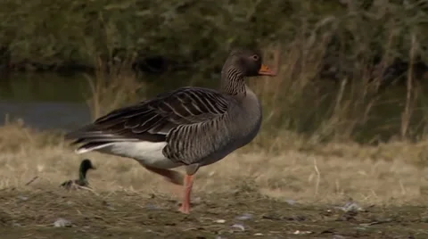 GREYLAG GOOSE #1 Stock Footage 43460551