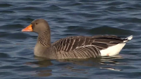 GREYLAG GOOSE #2 Stock Footage 36183267