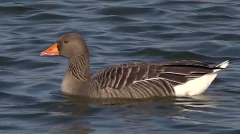GREYLAG GOOSE #2 Stock Footage 43460318