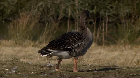 GREYLAG GOOSE #3 Stock Footage 36184543