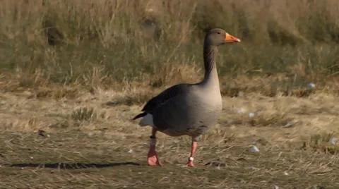 GREYLAG GOOSE #4 Stock Footage 36182313