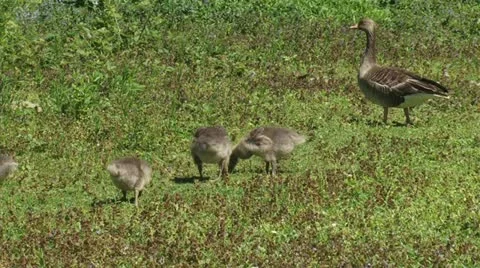 Greylag goose (anser anser) with 3 chicks foraging Stock Footage