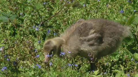 Greylag goose (anser anser) chick grazes in natural habitat Stock Footage