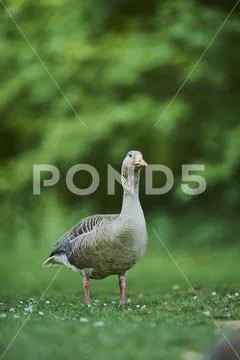 Greylag goose Anser anser on a field Franconia Bavaria Germany Europe Stock Photos