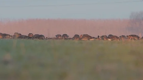 Greylag goose (anser anser) flock eating and resting on a cold winter sunrise. Stock Footage 96409276