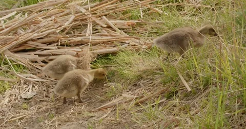Greylag Goose, Anser anser, in late spring. 8K slow motion Stock Footage 334632653