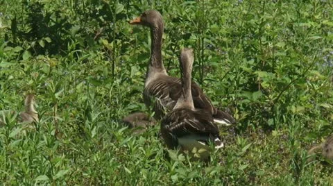Greylag goose (anser anser) on the lookout - pair Stock Footage