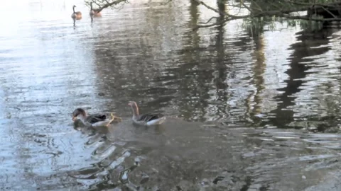 Greylag goose (Answer answer) with chick swimming in the water Stock Footage 265583057