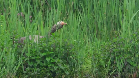 Greylag Goose Biting Leaves On Pond Bank Stock Footage 252894953