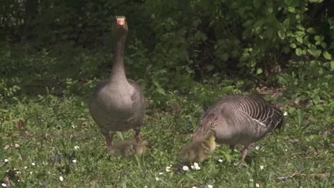 Greylag goose with chicks on a meadow Stock Footage 256201338