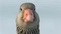 Greylag Goose close-up HD Footage