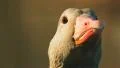 Greylag Goose close-up HD Footage