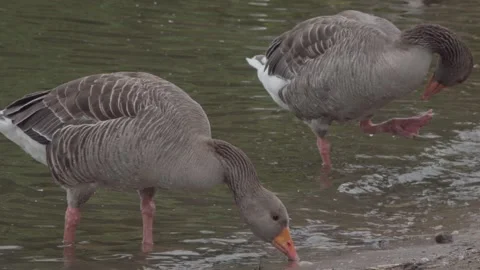 Greylag Goose drinking / bathing on a lake shoreline Stock Footage 245573336