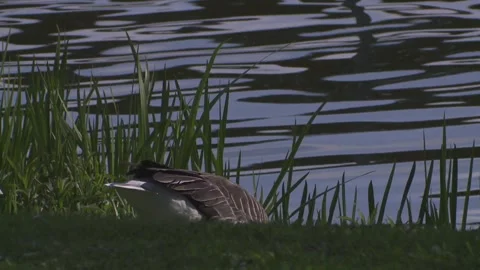 Greylag goose is drinking at the lakeside Stock Footage 255765557