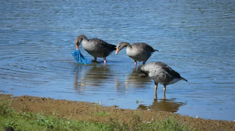 Greylag Goose Eating a Discarded Blue Plastic Bag Stock Footage