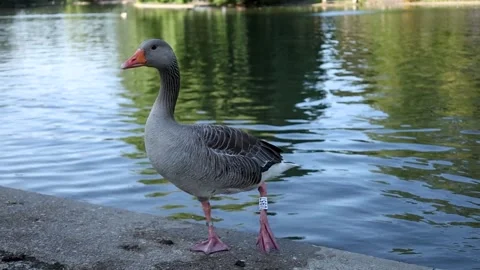Greylag goose exploring urban park Stock Footage 340504237