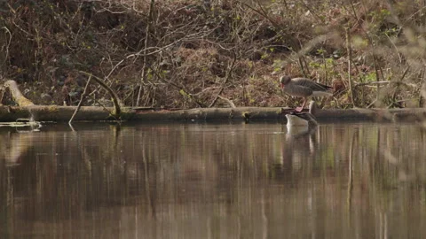 Greylag goose on fallen log while another swims in woodland pond. 4K 60fps. Stock Footage 334330867