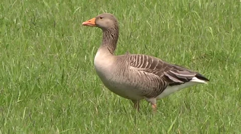 GREYLAG GOOSE FEEDING Stock Footage 43460596