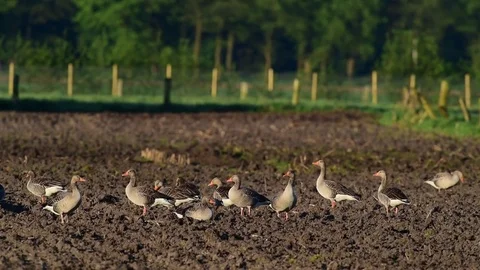 Greylag goose on the field Stock Footage 75806576