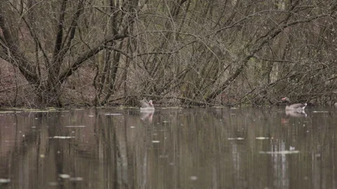 Greylag goose flapping wings and calling loudly on woodland pond. 4K 60fps. Stock Footage 334225916