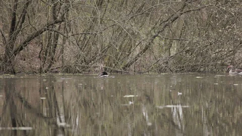 Greylag Goose Flapping Wings on Forest Pond 4K 60p Stock Footage 334251338