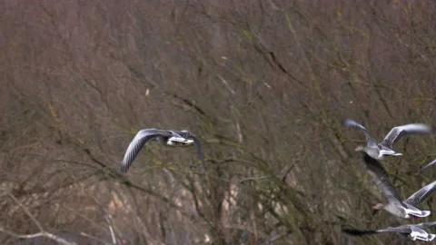 Greylag goose in flight close, 4K slomo Stock Footage 171322417