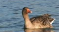 Greylag Goose HD Footage