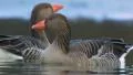 Greylag Goose Video HD