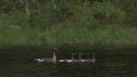 Greylag goose Stock Footage 346125493