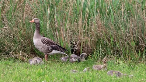 Greylag Goose with her chicks in grass Stock Footage 247452385