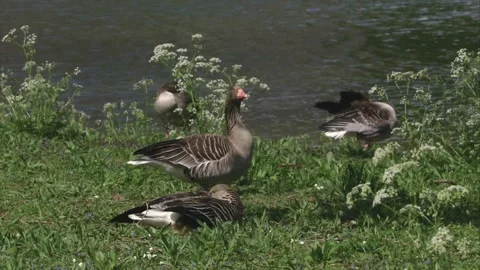 Greylag goose at the lakeside Stock Footage 254886422