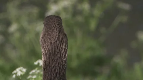 Greylag goose is looking around Stock Footage 256201290