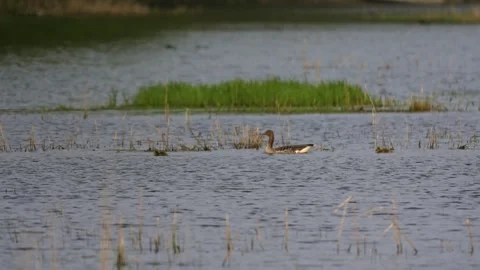 Greylag goose pair with chicks moving through wetland and feeding near lake.. Stock-Footage 334318091