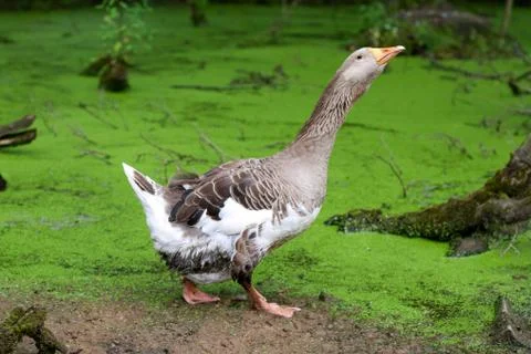 Greylag goose Stock Photos