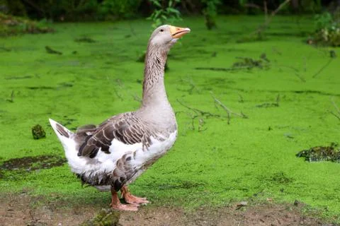 Greylag goose Stock Photos