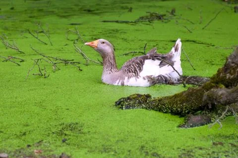 Greylag goose Stock Photos