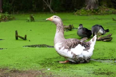 Greylag goose Stock Photos