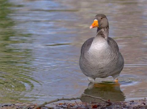Greylag Goose Stock Photos
