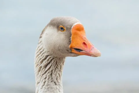 Greylag goose portrait close up outdoors anser Stock Photos