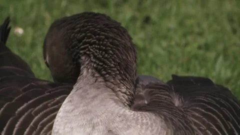 Greylag goose is preening itself Stock Footage 255765536
