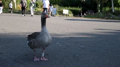 Greylag Goose Standing And Observing In Urban Park Stock Footage 340502695