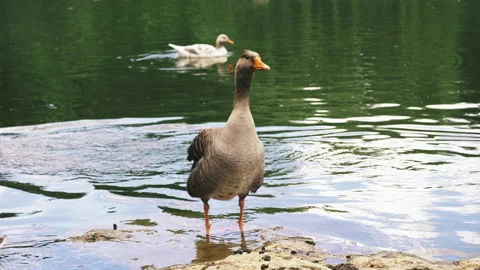 A greylag goose is standing on the lake shore. 4k Stock Footage